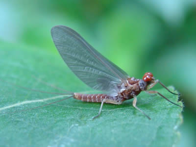 Blue-winged Olive